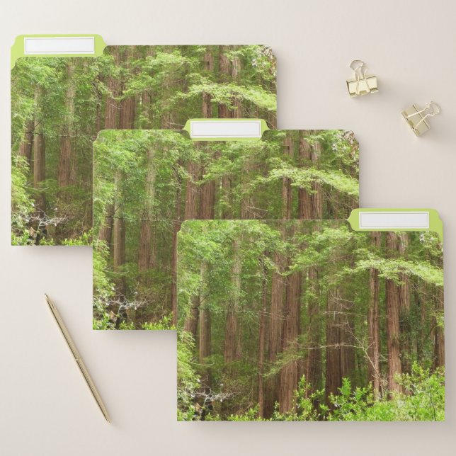 Redwood Trees at Muir Woods National Monument File Folder (Set)