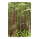 Redwood Trees at Muir Woods National Monument Garden Flag