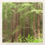Redwood Trees at Muir Woods National Monument Glass Coaster