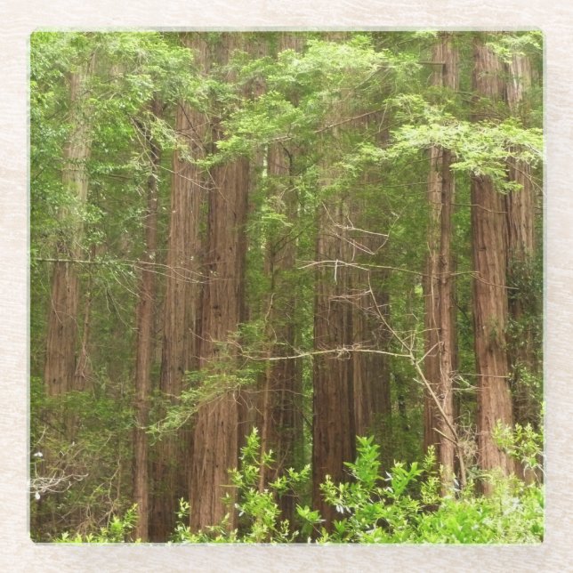 Redwood Trees at Muir Woods National Monument Glass Coaster (Front)