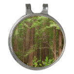 Redwood Trees at Muir Woods National Monument Golf Hat Clip