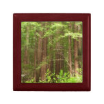 Redwood Trees at Muir Woods National Monument Jewelry Box