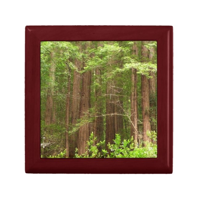 Redwood Trees at Muir Woods National Monument Jewelry Box (Front)