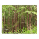 Redwood Trees at Muir Woods National Monument Jigsaw Puzzle