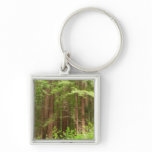 Redwood Trees at Muir Woods National Monument Keychain