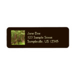 Redwood Trees at Muir Woods National Monument Label