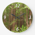 Redwood Trees at Muir Woods National Monument Large Clock