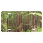 Redwood Trees at Muir Woods National Monument License Plate