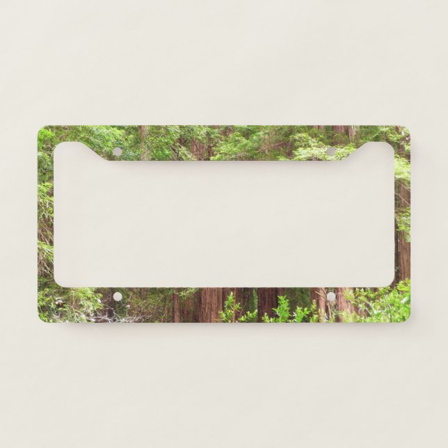 Redwood Trees at Muir Woods National Monument License Plate Frame (Front)