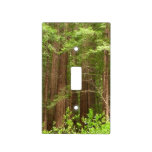 Redwood Trees at Muir Woods National Monument Light Switch Cover