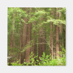 Redwood Trees at Muir Woods National Monument Magnet