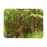 Redwood Trees at Muir Woods National Monument Magnet