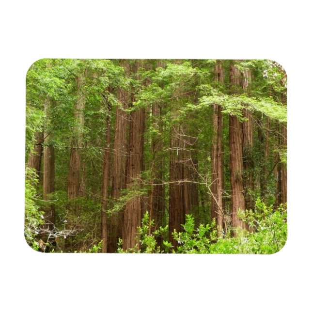 Redwood Trees at Muir Woods National Monument Magnet (Horizontal)