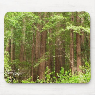 Redwood Trees at Muir Woods National Monument Mouse Pad