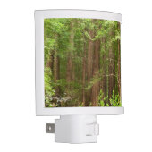 Redwood Trees at Muir Woods National Monument Night Light (Right)