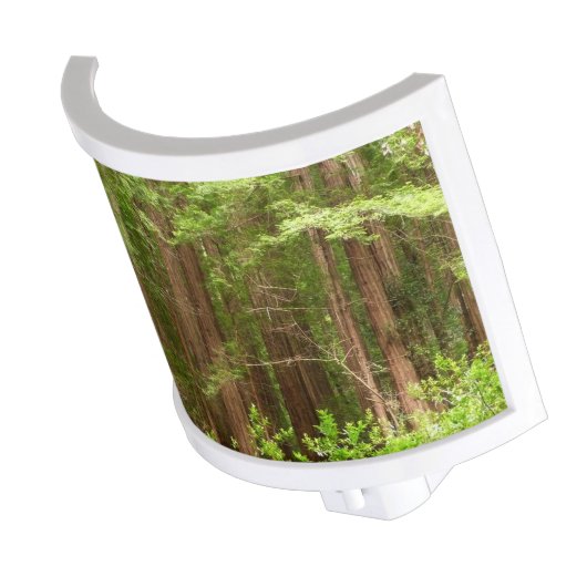 Redwood Trees at Muir Woods National Monument Night Light (Angled)