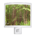 Redwood Trees at Muir Woods National Monument Night Light