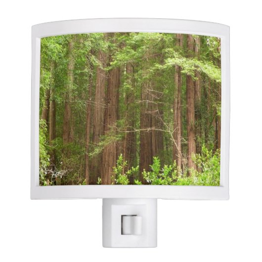 Redwood Trees at Muir Woods National Monument Night Light (Front)