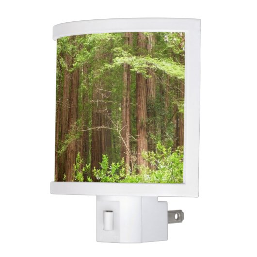 Redwood Trees at Muir Woods National Monument Night Light (Left)