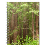 Redwood Trees at Muir Woods National Monument Notebook