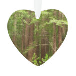 Redwood Trees at Muir Woods National Monument Ornament