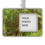 Redwood Trees at Muir Woods National Monument Ornament