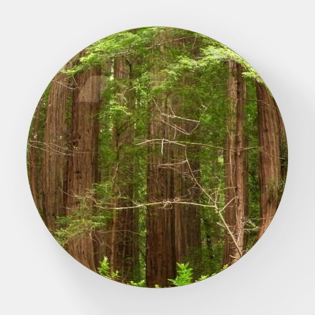 Redwood Trees at Muir Woods National Monument Paperweight (Front)