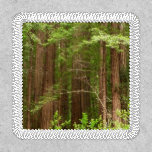 Redwood Trees at Muir Woods National Monument Patch