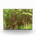 Redwood Trees at Muir Woods National Monument Photo Block