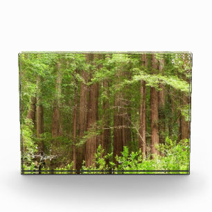 Redwood Trees at Muir Woods National Monument Photo Block