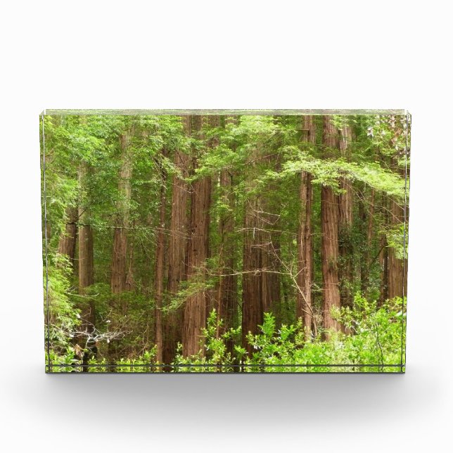 Redwood Trees at Muir Woods National Monument Photo Block (Front)