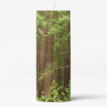 Redwood Trees at Muir Woods National Monument Pillar Candle