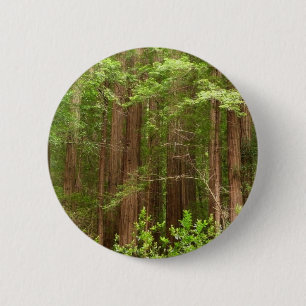Redwood Trees at Muir Woods National Monument Pinback Button