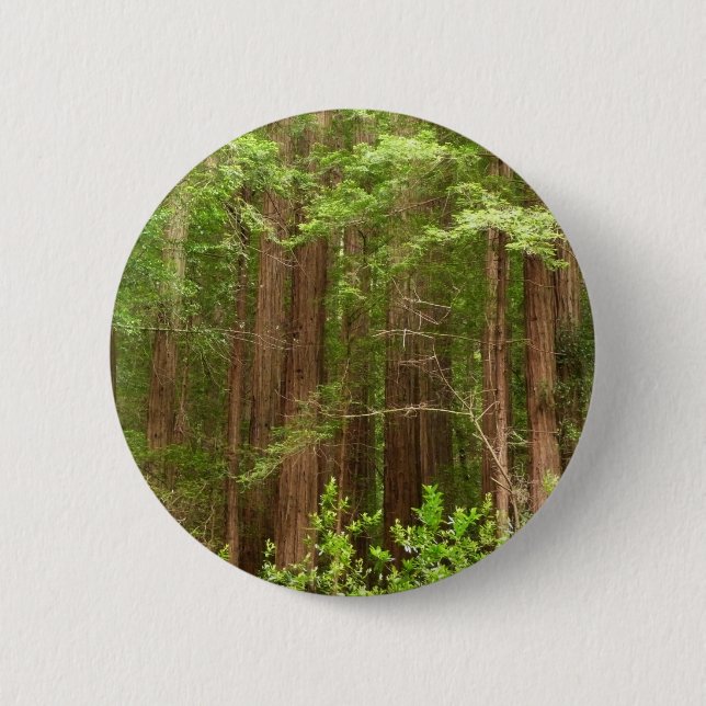 Redwood Trees at Muir Woods National Monument Pinback Button (Front)