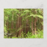 Redwood Trees at Muir Woods National Monument Postcard