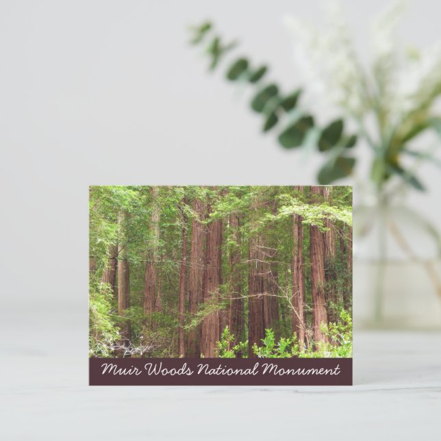 Redwood Trees at Muir Woods National Monument Postcard (Standing Front)