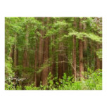 Redwood Trees at Muir Woods National Monument Poster