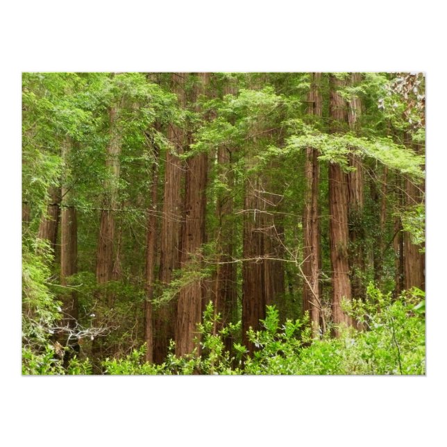 Redwood Trees at Muir Woods National Monument Poster (Front)