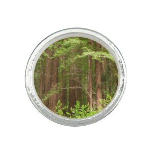 Redwood Trees at Muir Woods National Monument Ring