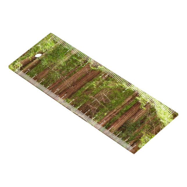 Redwood Trees at Muir Woods National Monument Ruler (Angled)