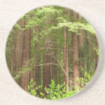 Redwood Trees at Muir Woods National Monument Sandstone Coaster