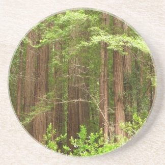 Redwood Trees at Muir Woods National Monument Sandstone Coaster