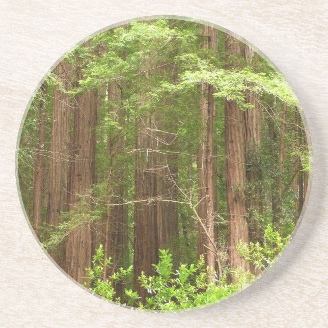 Redwood Trees at Muir Woods National Monument Sandstone Coaster (Front)