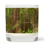 Redwood Trees at Muir Woods National Monument Scented Candle