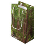 Redwood Trees at Muir Woods National Monument Small Gift Bag