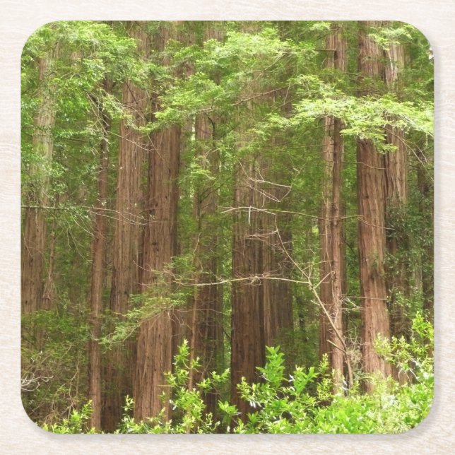 Redwood Trees at Muir Woods National Monument Square Paper Coaster (Front)