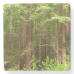 Redwood Trees at Muir Woods National Monument Stone Coaster