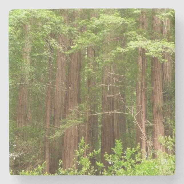 Redwood Trees at Muir Woods National Monument Stone Coaster (Front)