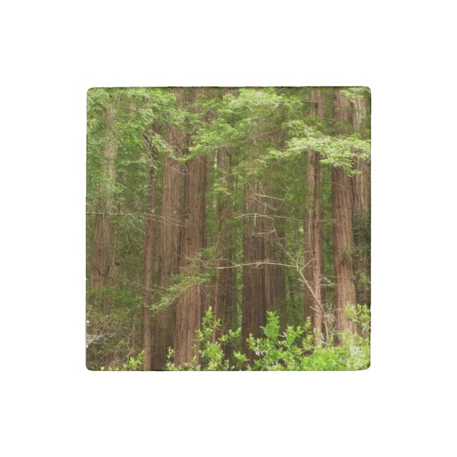 Redwood Trees at Muir Woods National Monument Stone Magnet (Front)