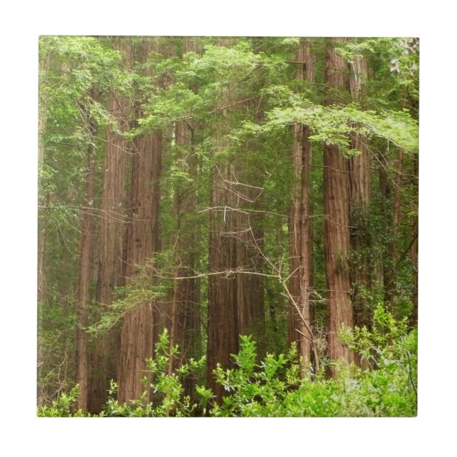 Redwood Trees at Muir Woods National Monument Tile (Front)
